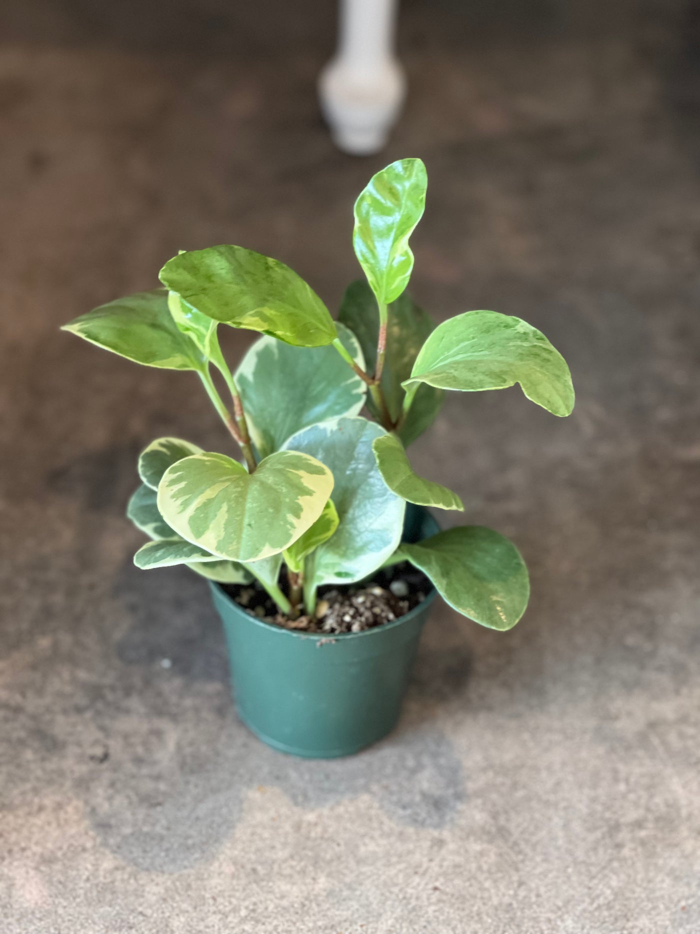 Baby Rubber Plant - 4"