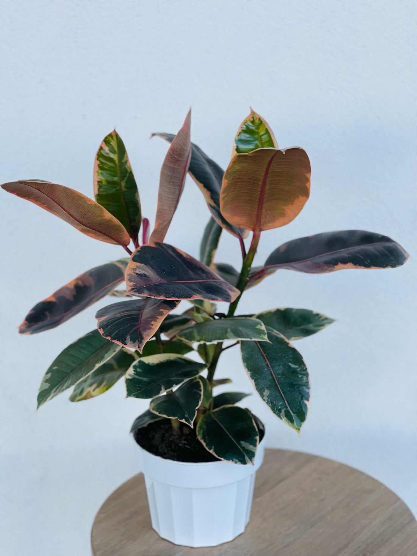 Pink Rubber Tree - 6", 4" Nursery pot, Grey Ceramic Pot