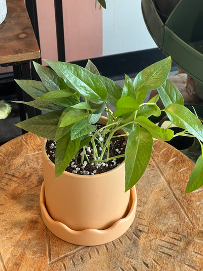 Pothos - Assorted Varieties