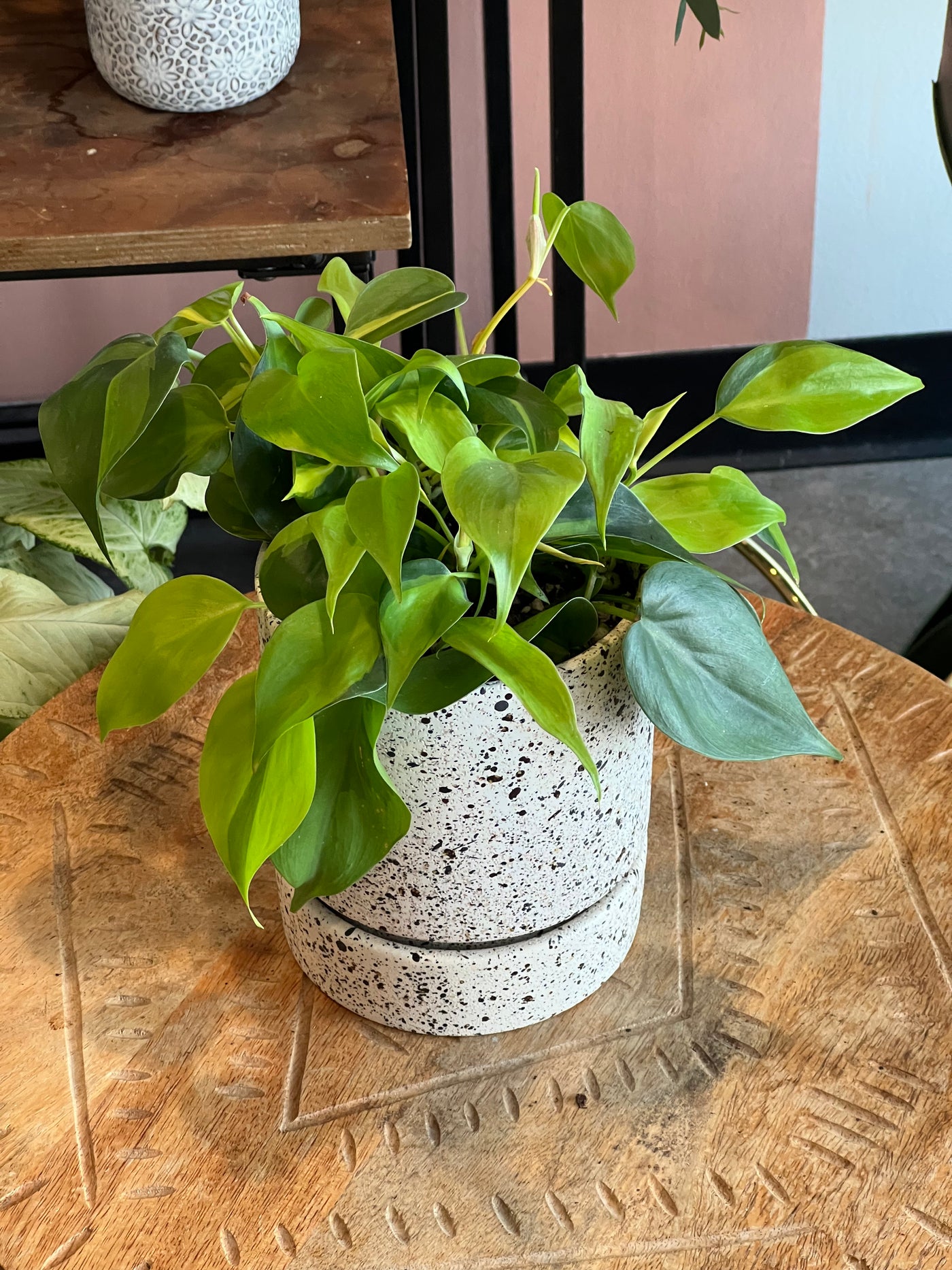 Philodendron - Assorted varieties