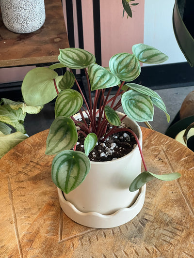 Peperomia - Assorted Varieties