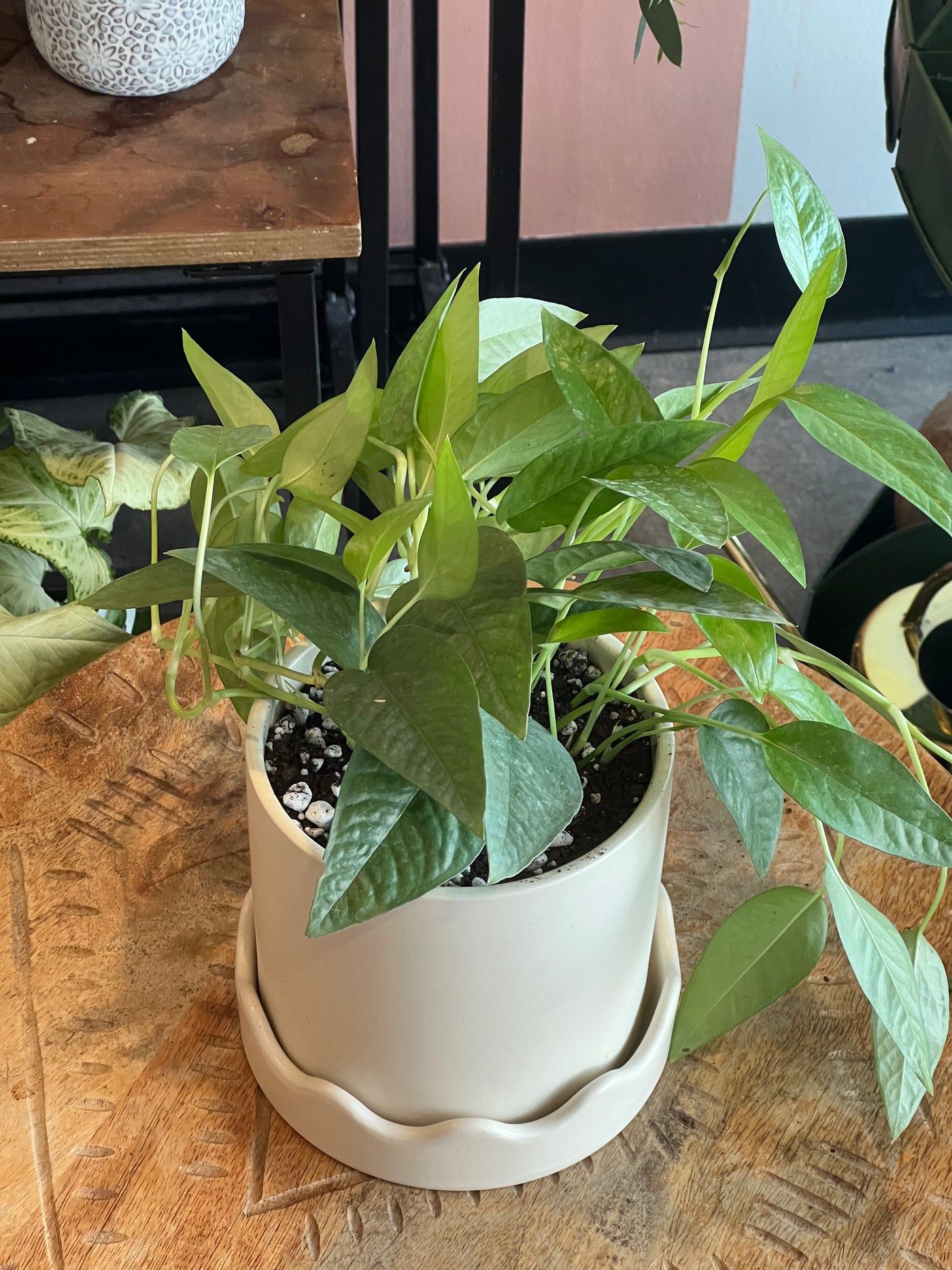 Pothos - Assorted Varieties