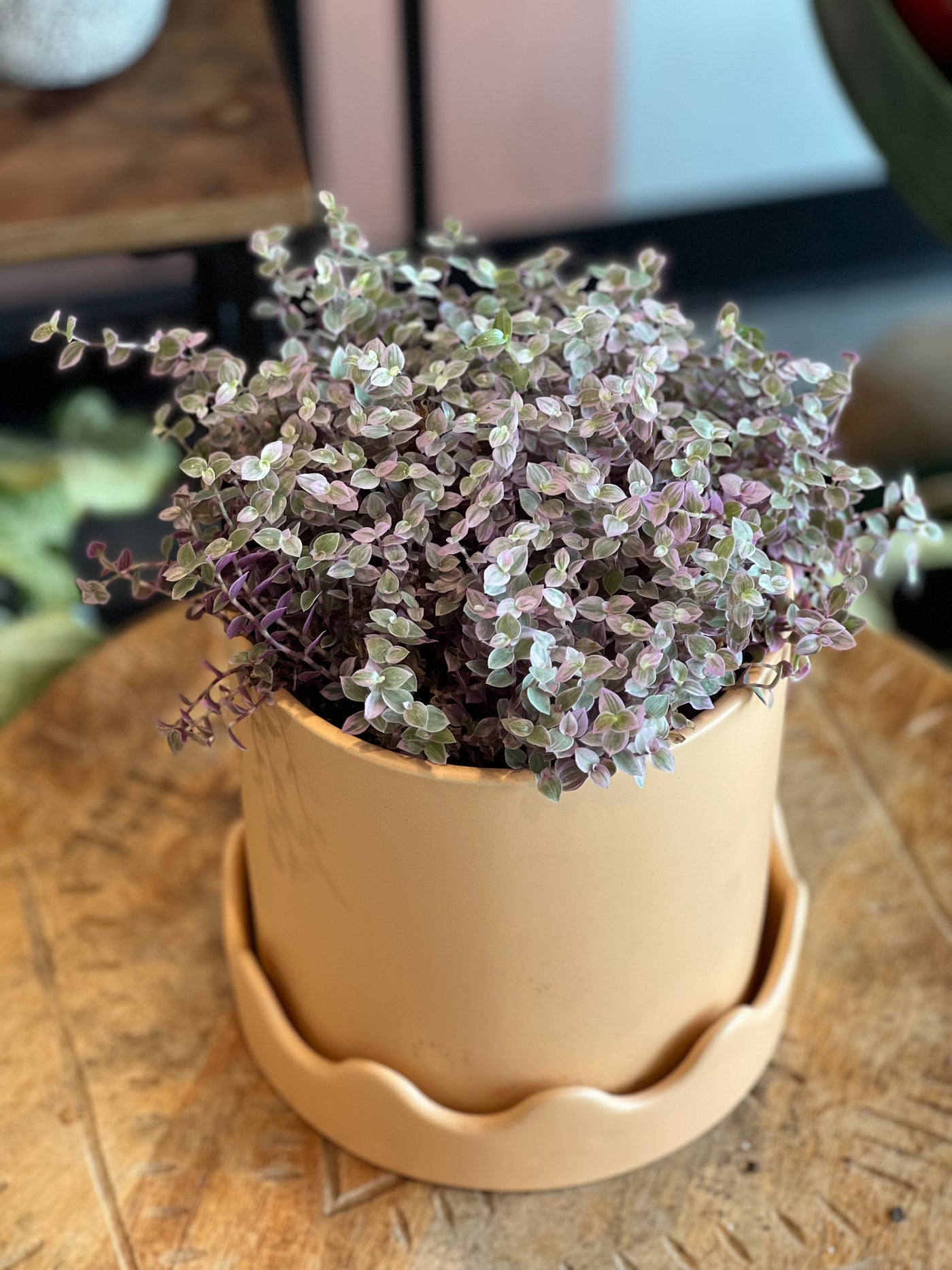 Pink Panther Tradescantia