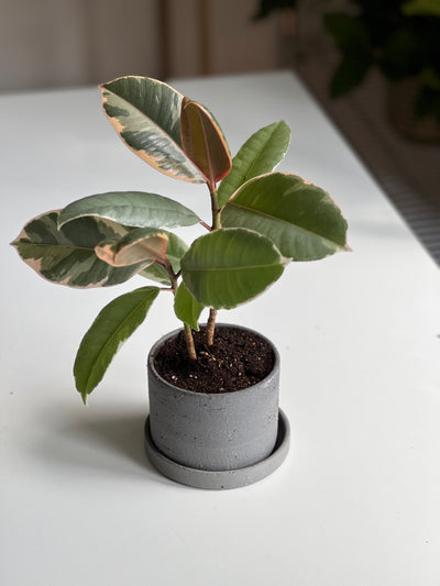 Pink Rubber Tree - 6", 4" Nursery pot, Grey Ceramic Pot