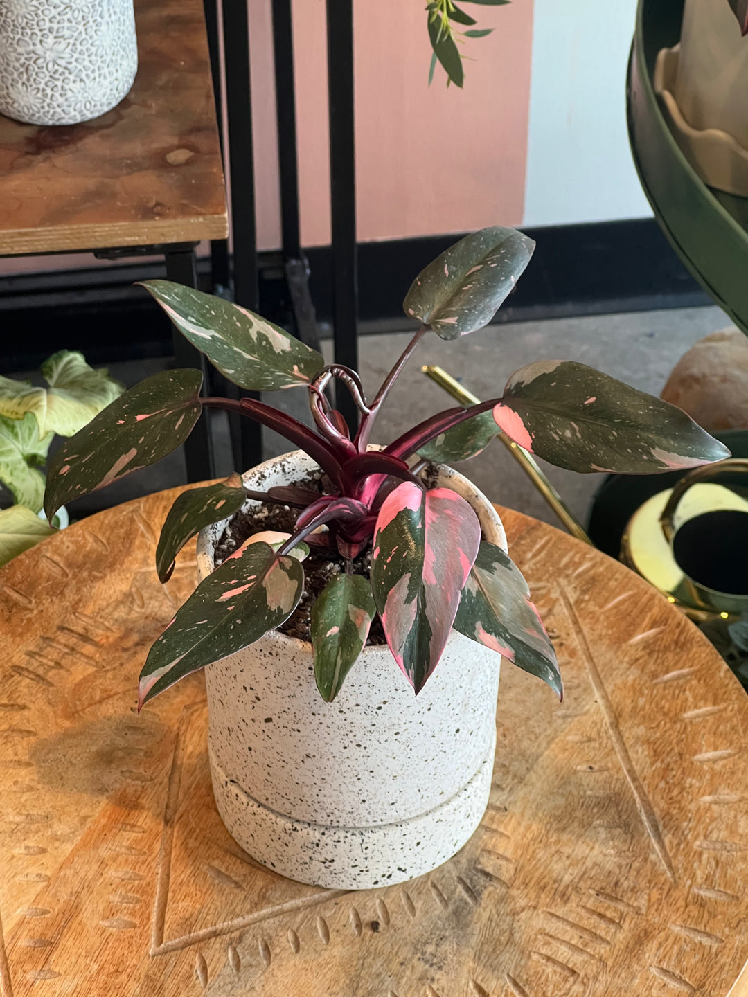 Philodendron - Assorted varieties