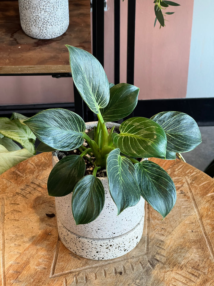 Philodendron - Assorted varieties