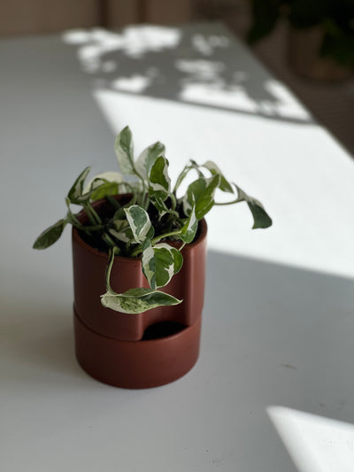 Pearl Pothos - Jett Pot with Saucer