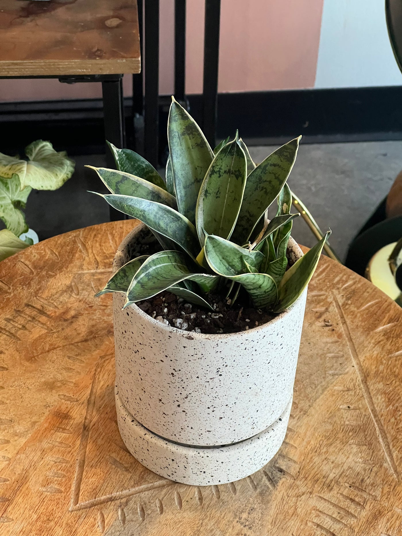 Snake Plant 5" Nisha Pot