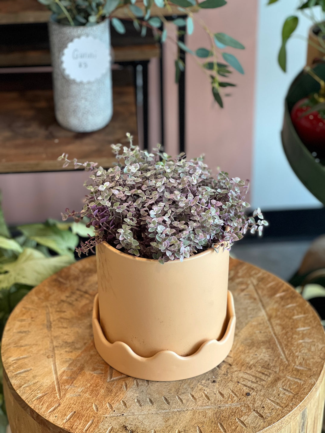 Pink Panther Tradescantia