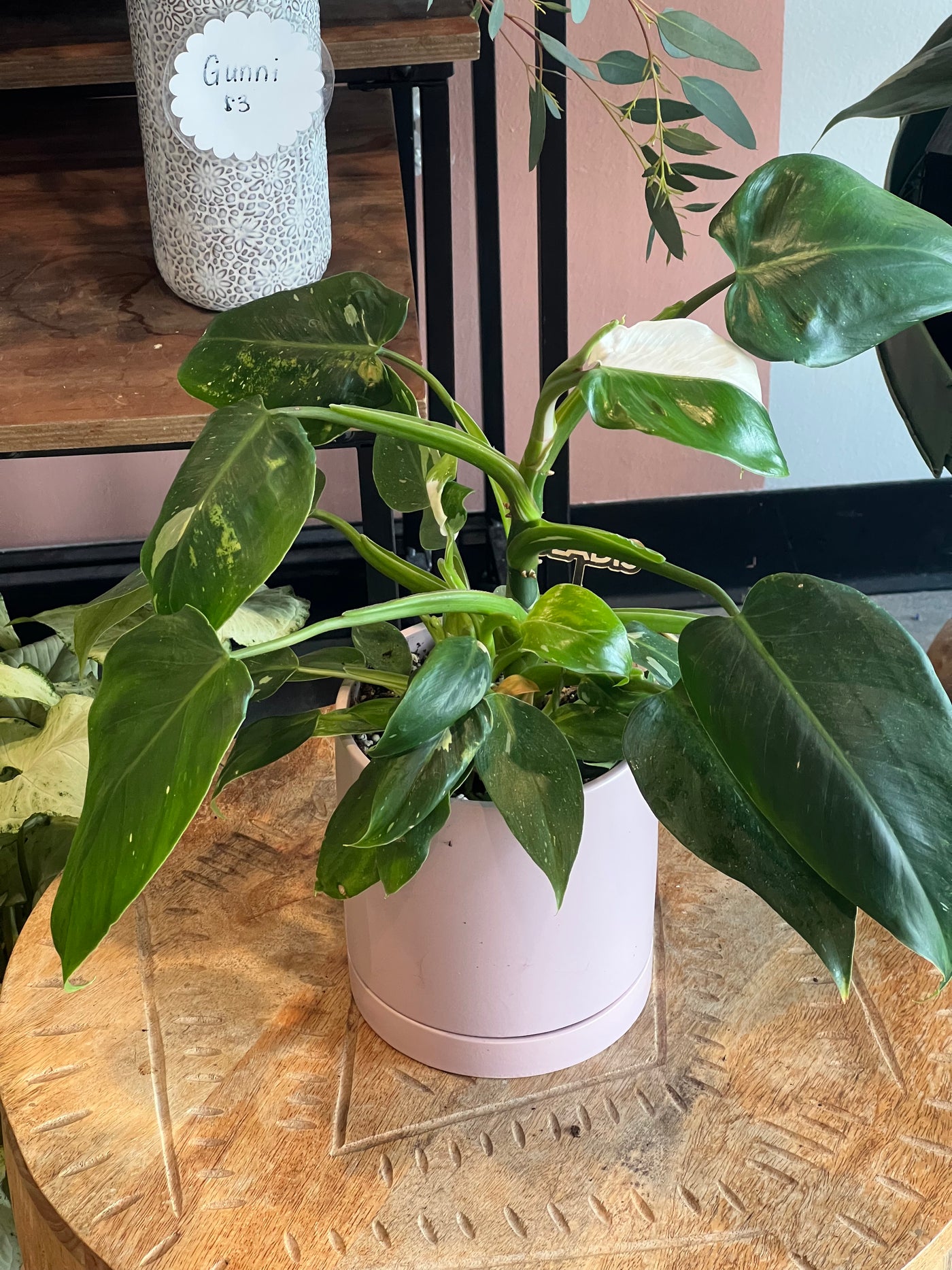 Philodendron - Assorted varieties