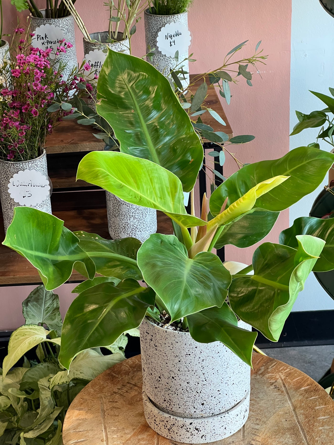 Philodendron - Assorted varieties