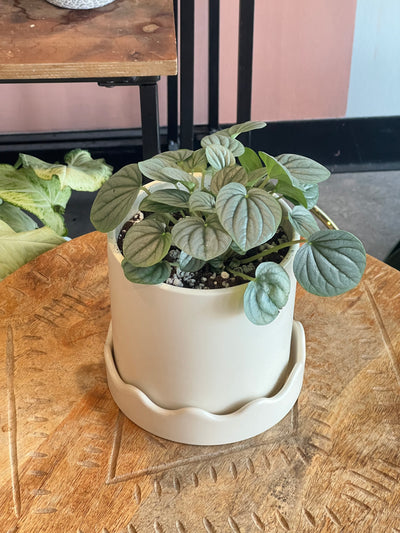 Peperomia - Assorted Varieties