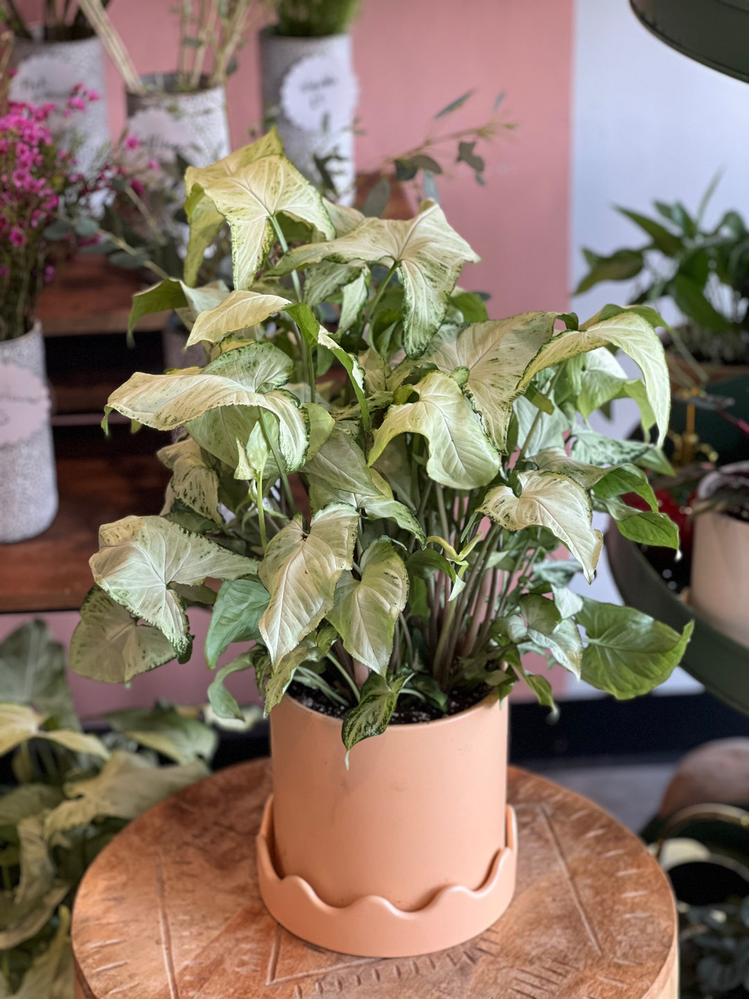 green and pink plant indoor Syngonium