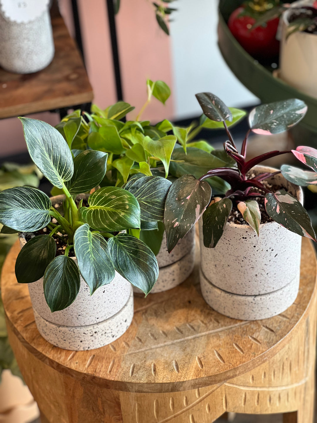 Philodendron - Assorted varieties