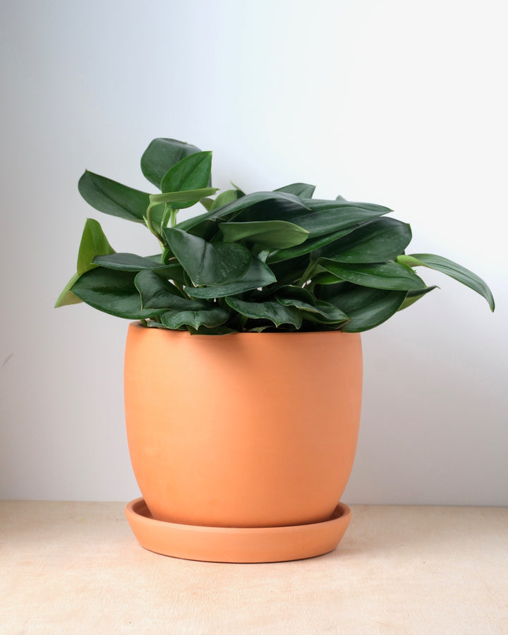 Pothos - Assorted Varieties