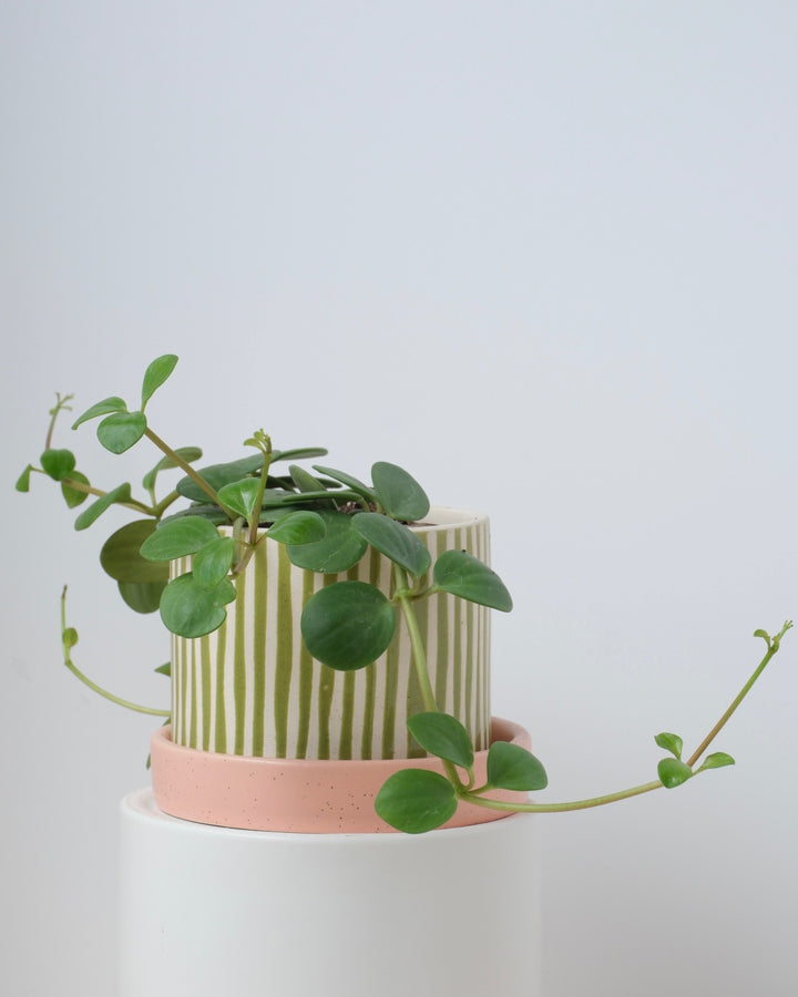 Peperomia - Assorted Varieties
