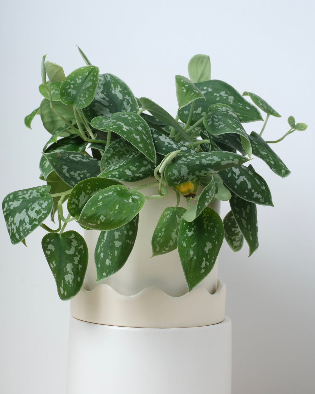 Pothos - Assorted Varieties