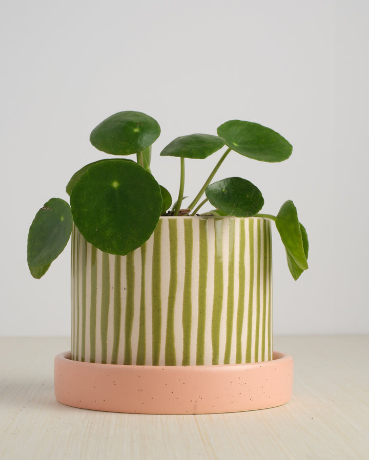 Pilea Peperomioides 7"