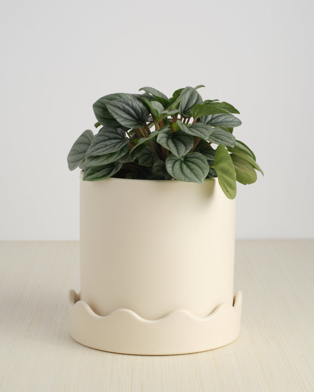 Peperomia - Assorted Varieties