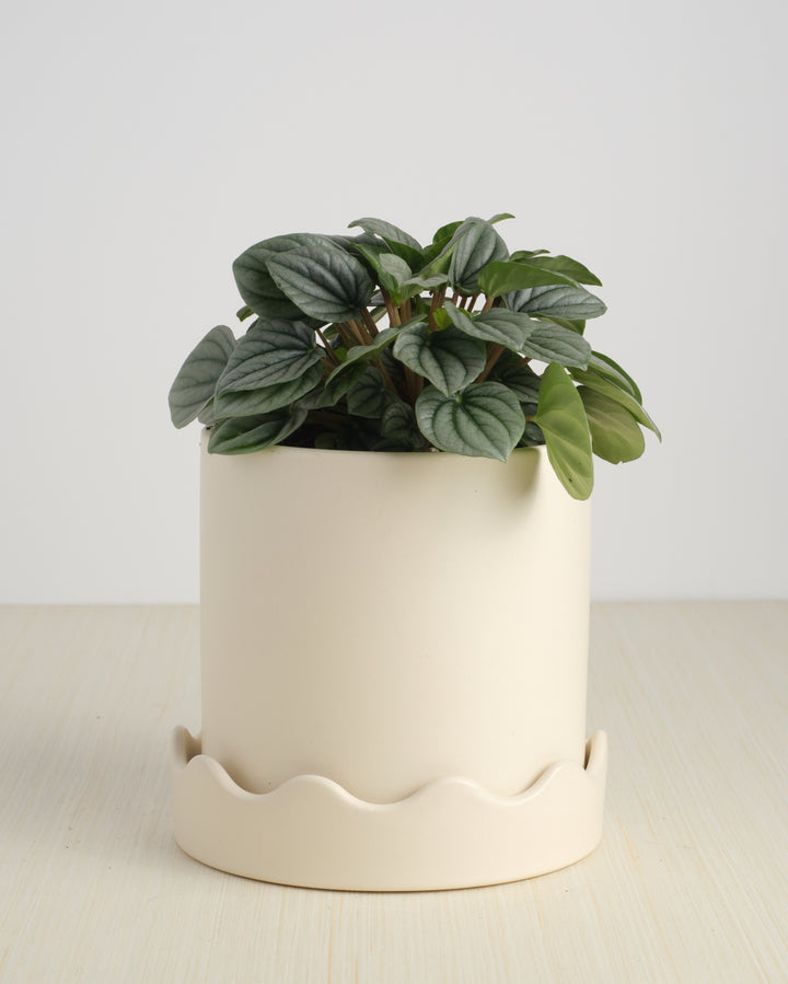 Peperomia - Assorted Varieties