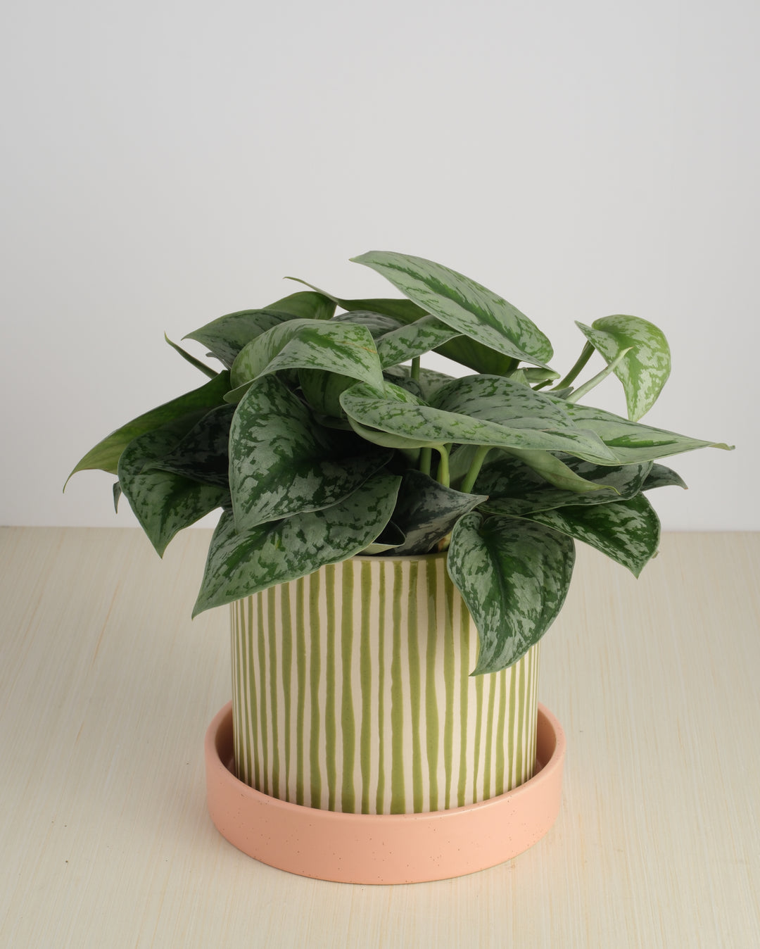 Pothos - Assorted Varieties
