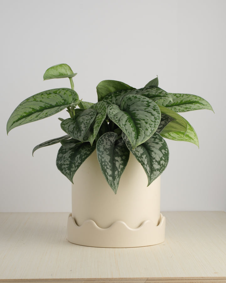 Pothos - Assorted Varieties