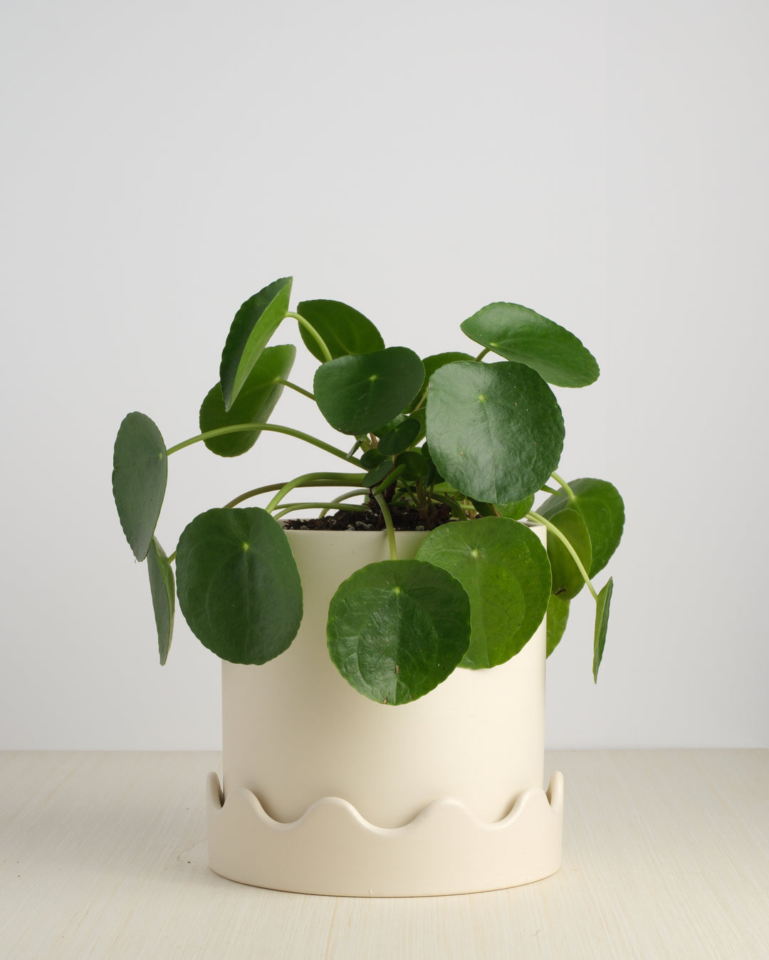 Pilea Peperomioides 7"