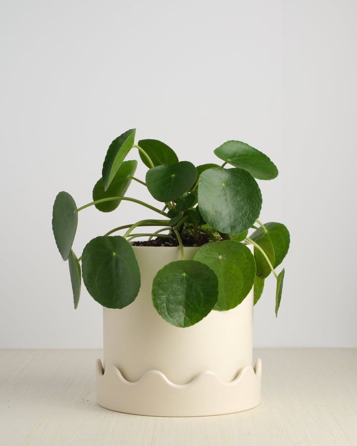 Pilea Peperomioides 7"