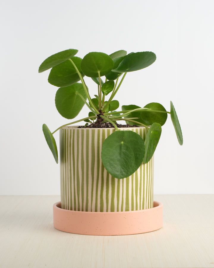 Pilea Peperomioides 7"