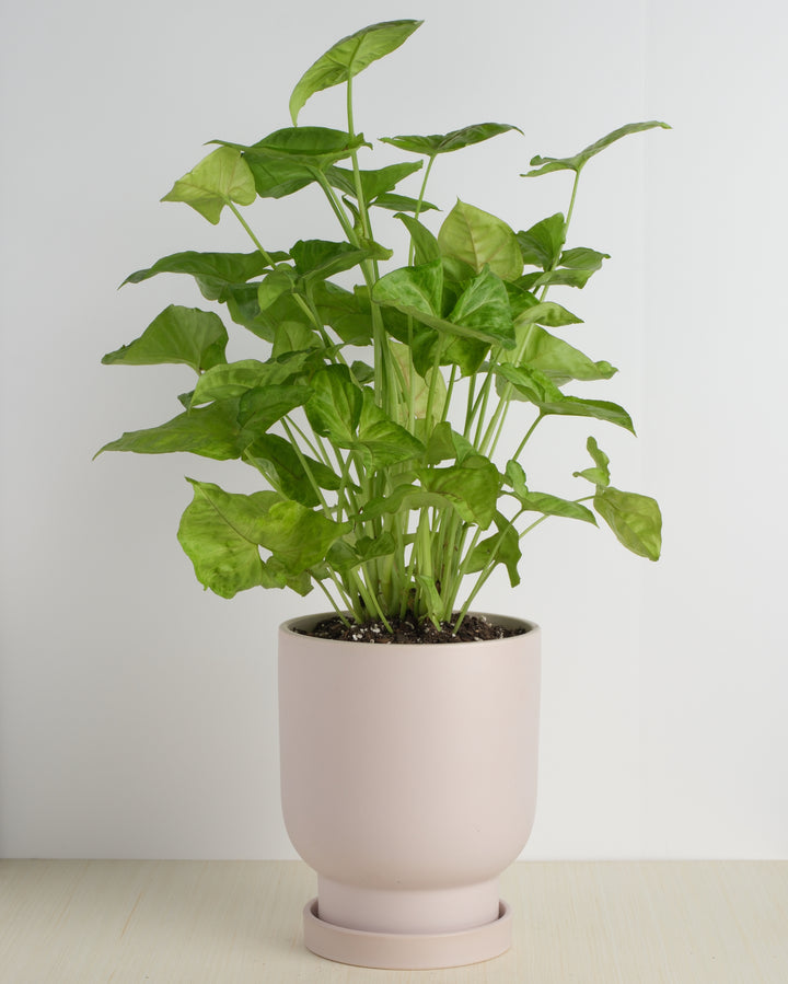 Syngonium - Green, Pink
