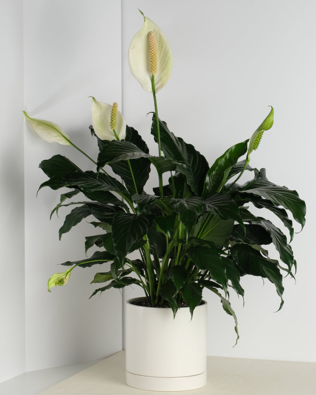Peace Lily - 6"