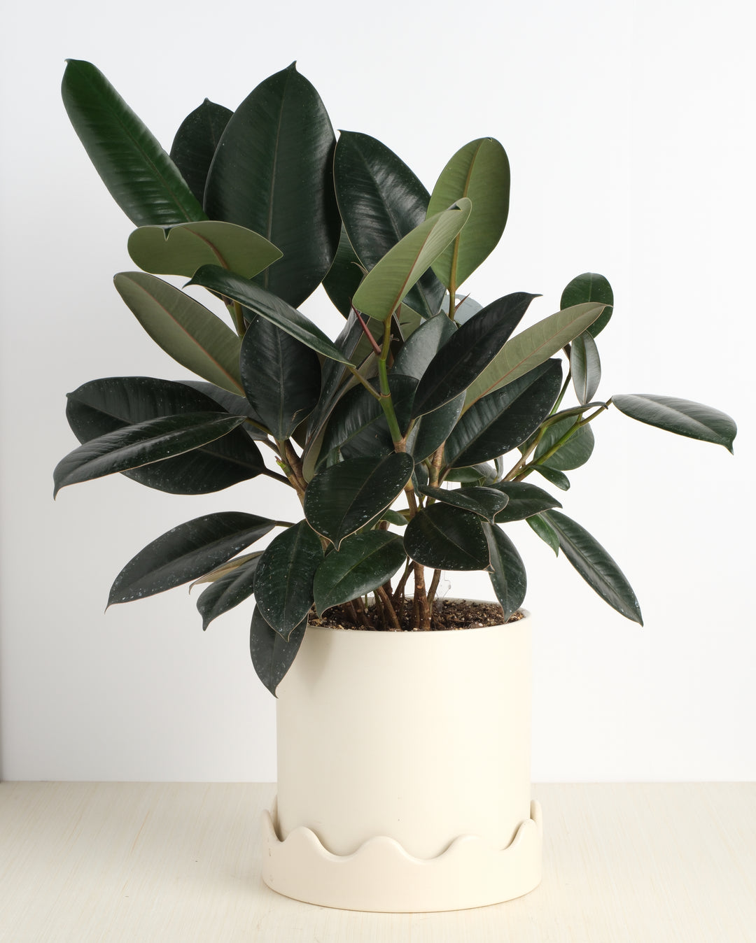 rubber tree make rubber Rubber Tree