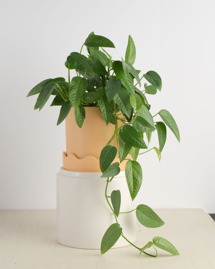 Pothos - Assorted Varieties