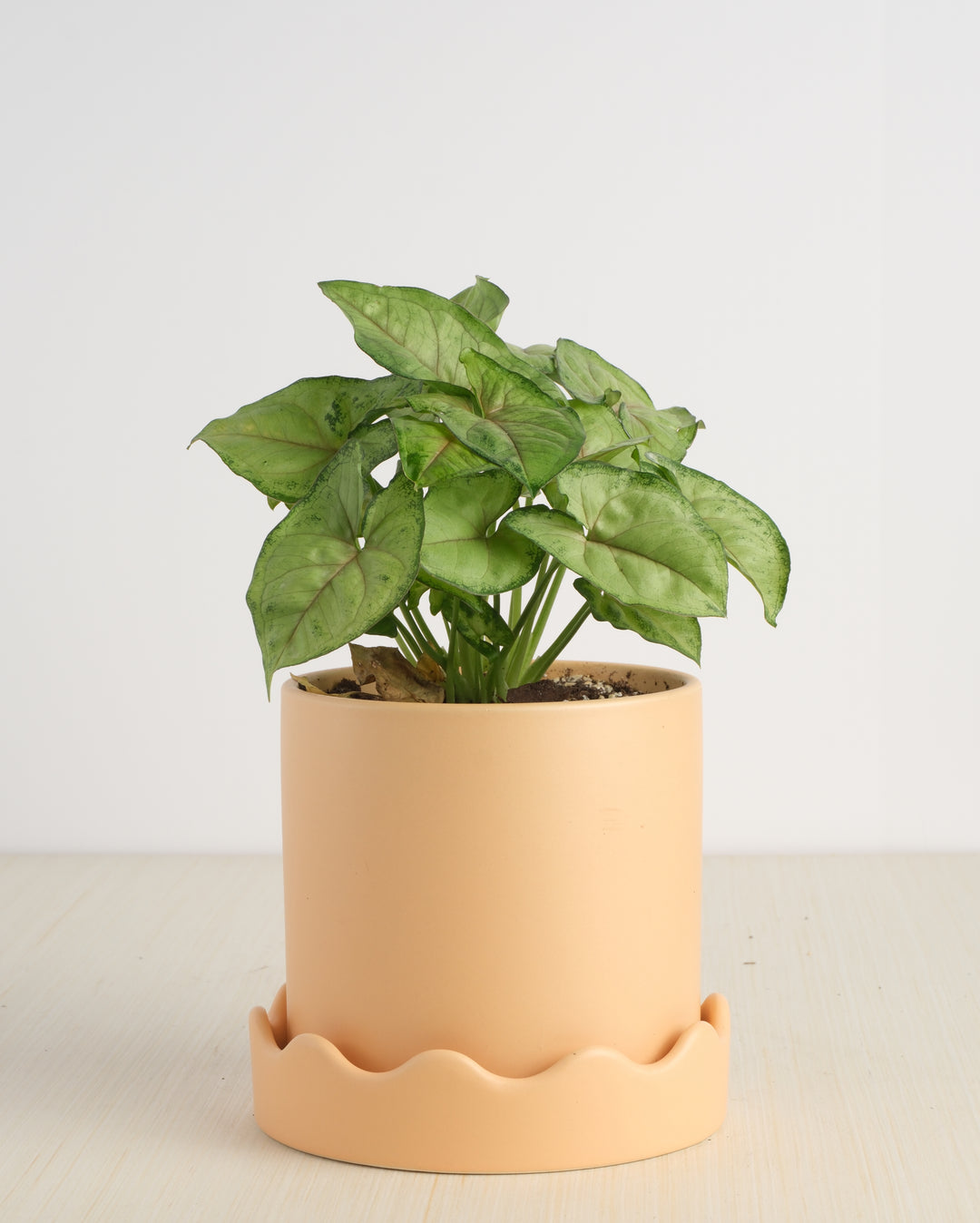 syngonium pink indoor plant Syngonium