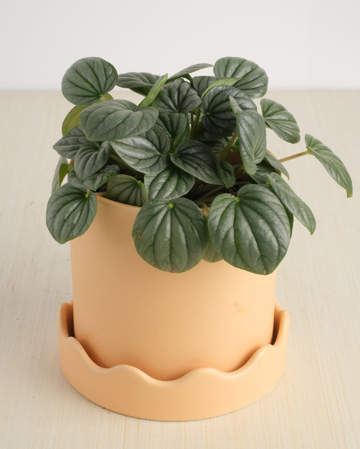 Peperomia - Assorted Varieties