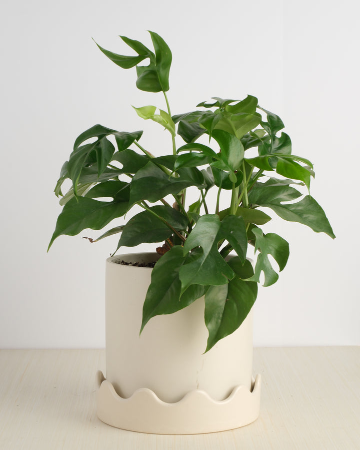 Philodendron - Assorted varieties