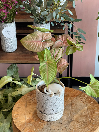 Syngonium - Green, Pink