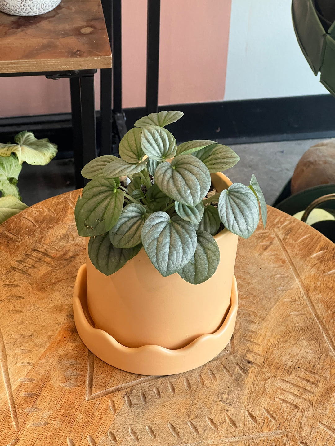 Peperomia - Assorted Varieties