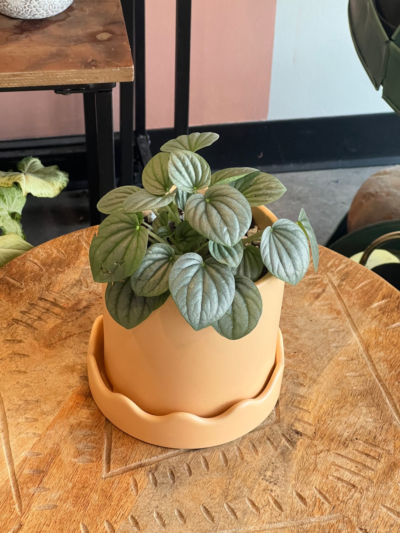 Peperomia - Assorted Varieties