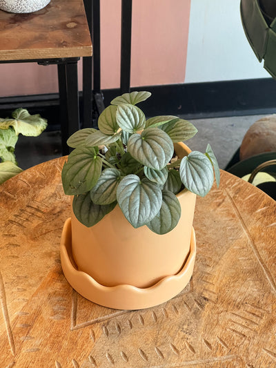 Peperomia - Assorted Varieties