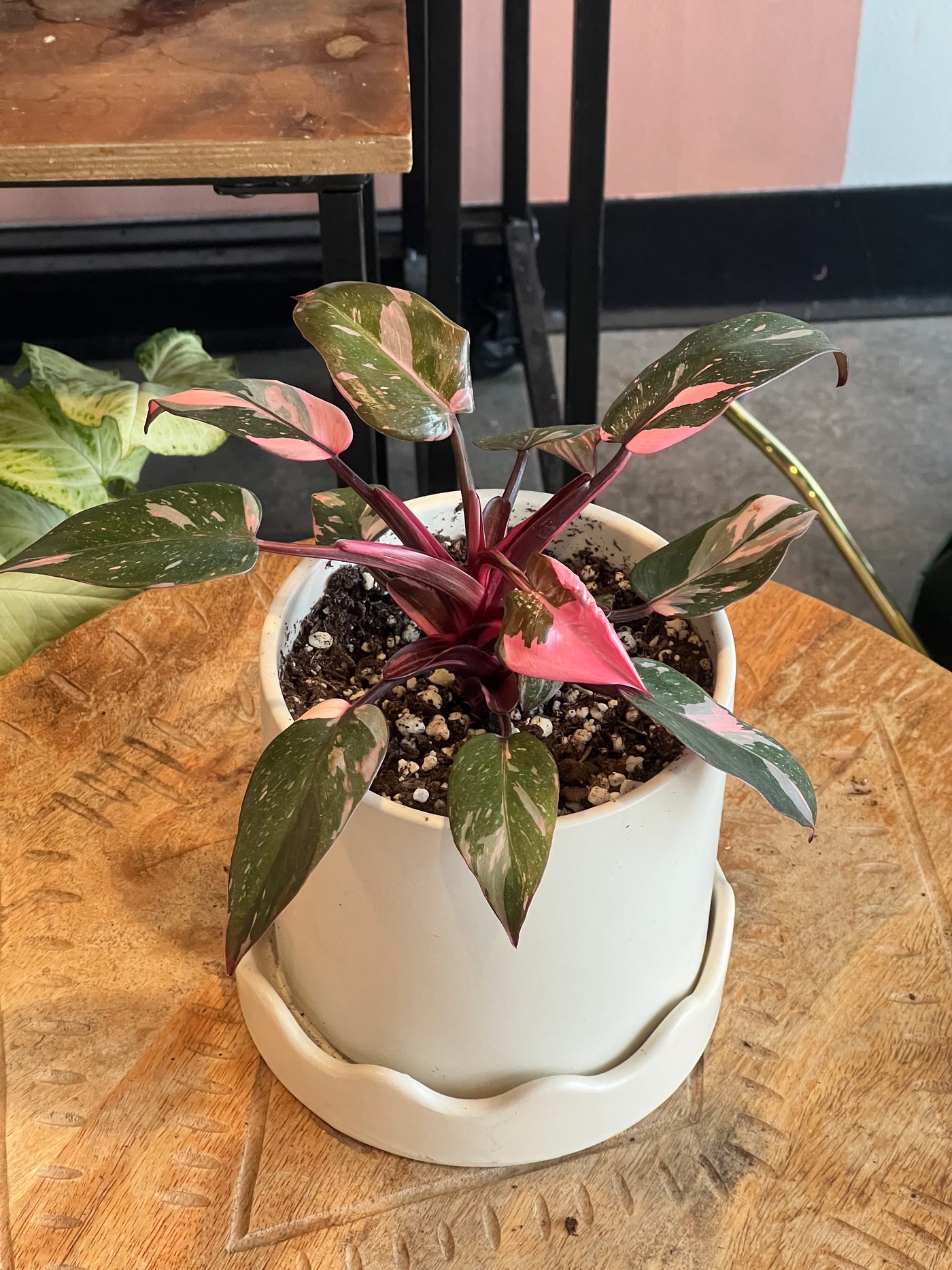 Philodendron - Assorted varieties