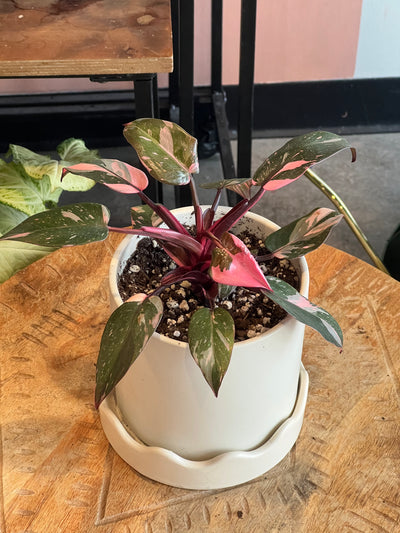 Philodendron - Assorted varieties