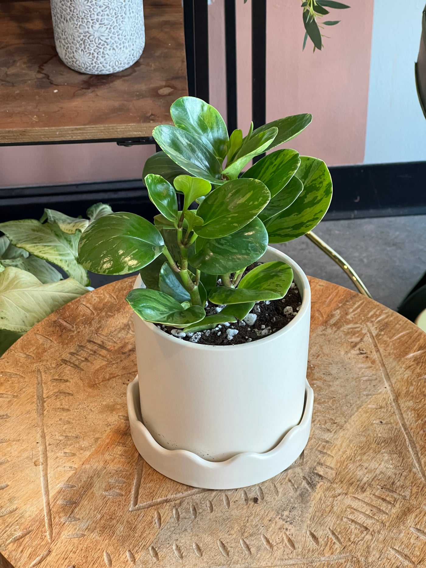 Peperomia - Assorted Varieties