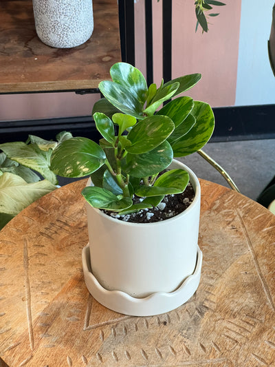 Peperomia - Assorted Varieties