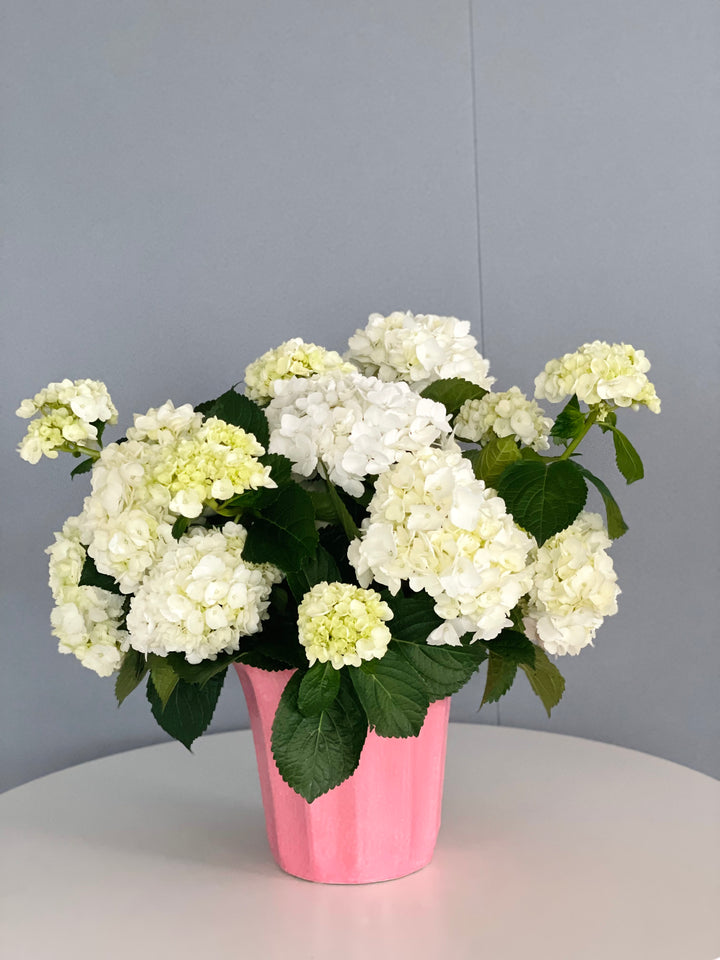 Bloom Hydrangea Centerpiece