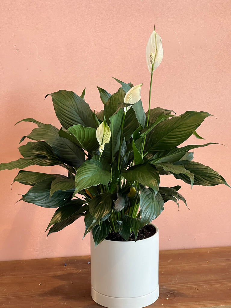 silk peace lily Peace Lily - Peace Lily