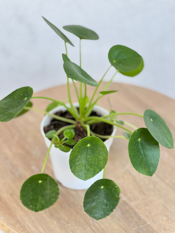 Pilea Peperomioides 7"