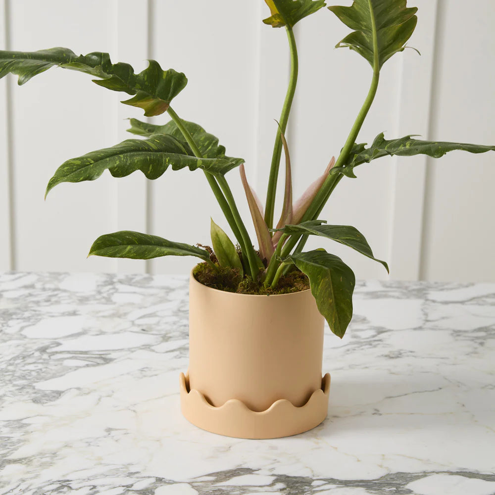 Pisarro Pot With Saucer Peach