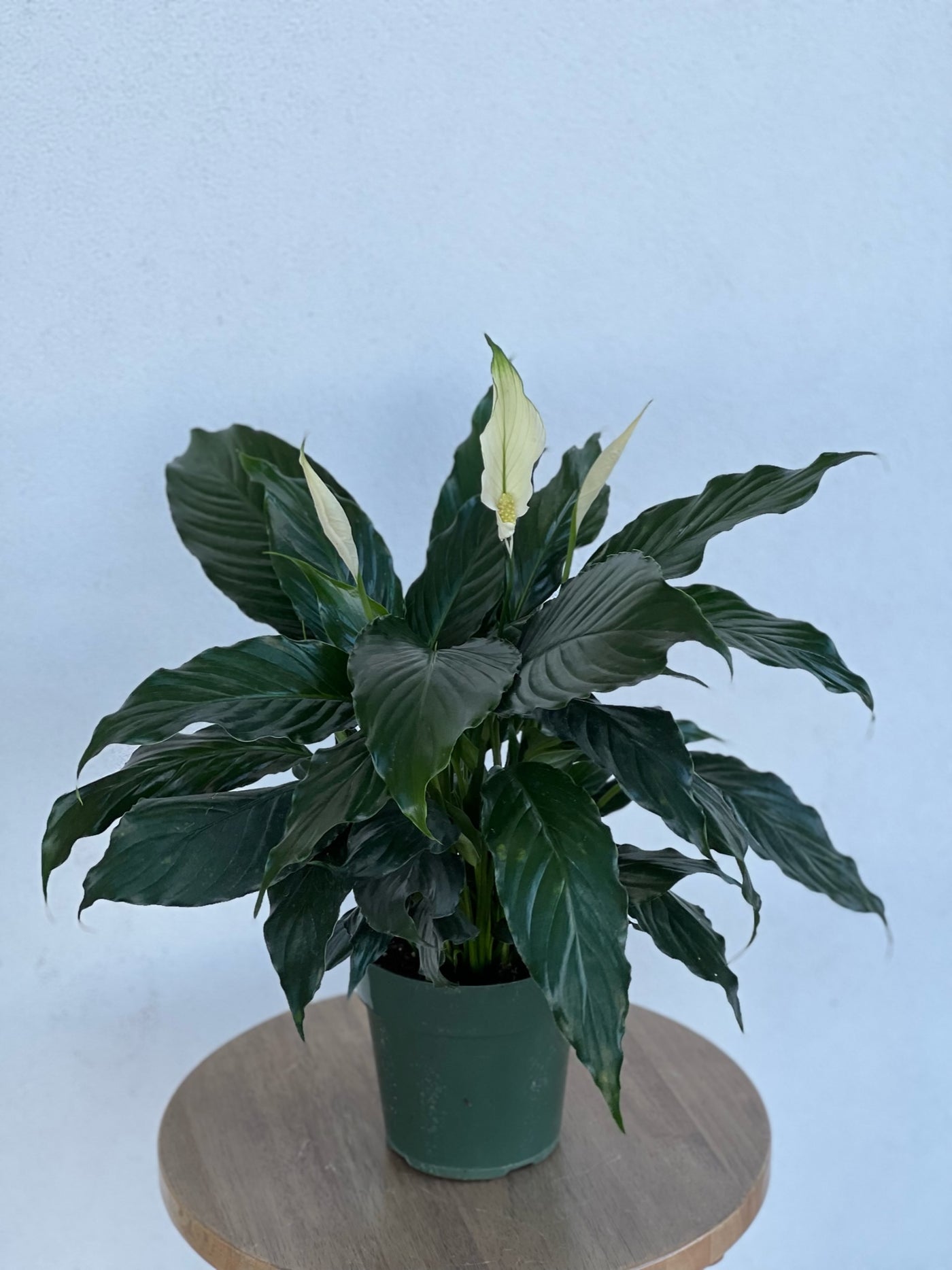 Peace Lily - 6"
