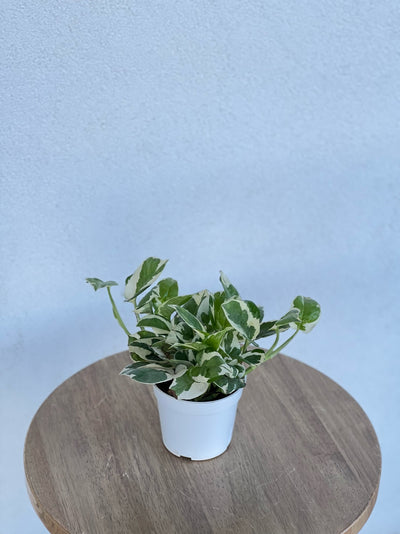 Pearl Pothos - Jett Pot with Saucer